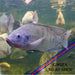 Fish Alive tilapia murukali.com