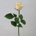 Fresh Rose Flowers Unwrapped 20pcs/Bunch murukali.com