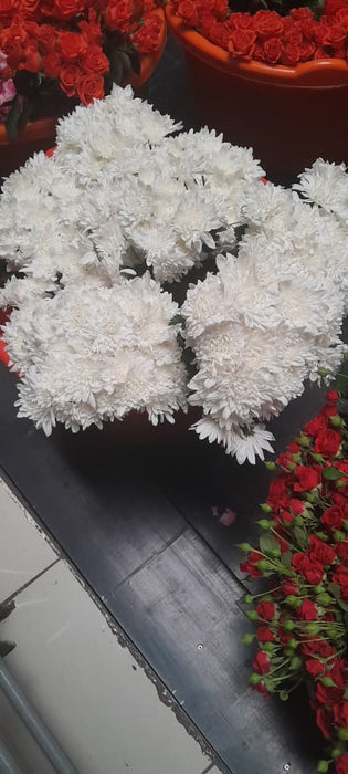 Premium White Chrysanthemum Flower Bunch – Fresh Cut, No Wrapping
