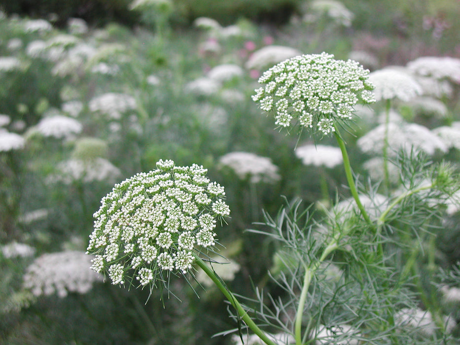 Green Flower Ammi Lace-cyenerasi /bunch