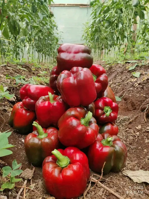 Bell peppers /1kg Ikizere vegetables