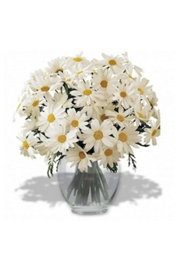 Bunch of Daisies Fresh Flowers in Big Vase