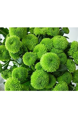 Green Flower Pompom or Pom Buttons/bunch