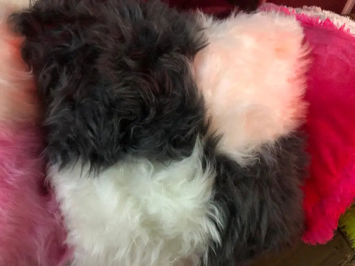 Couch Pillow murukali.com