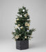 Decorated Artificial Christmas Tree with Gold & White Ornaments 1.20M Murukali.com