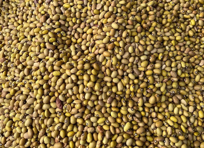 Dry Yellow Beans – Nutritious & Delicious /kg Murukali.com