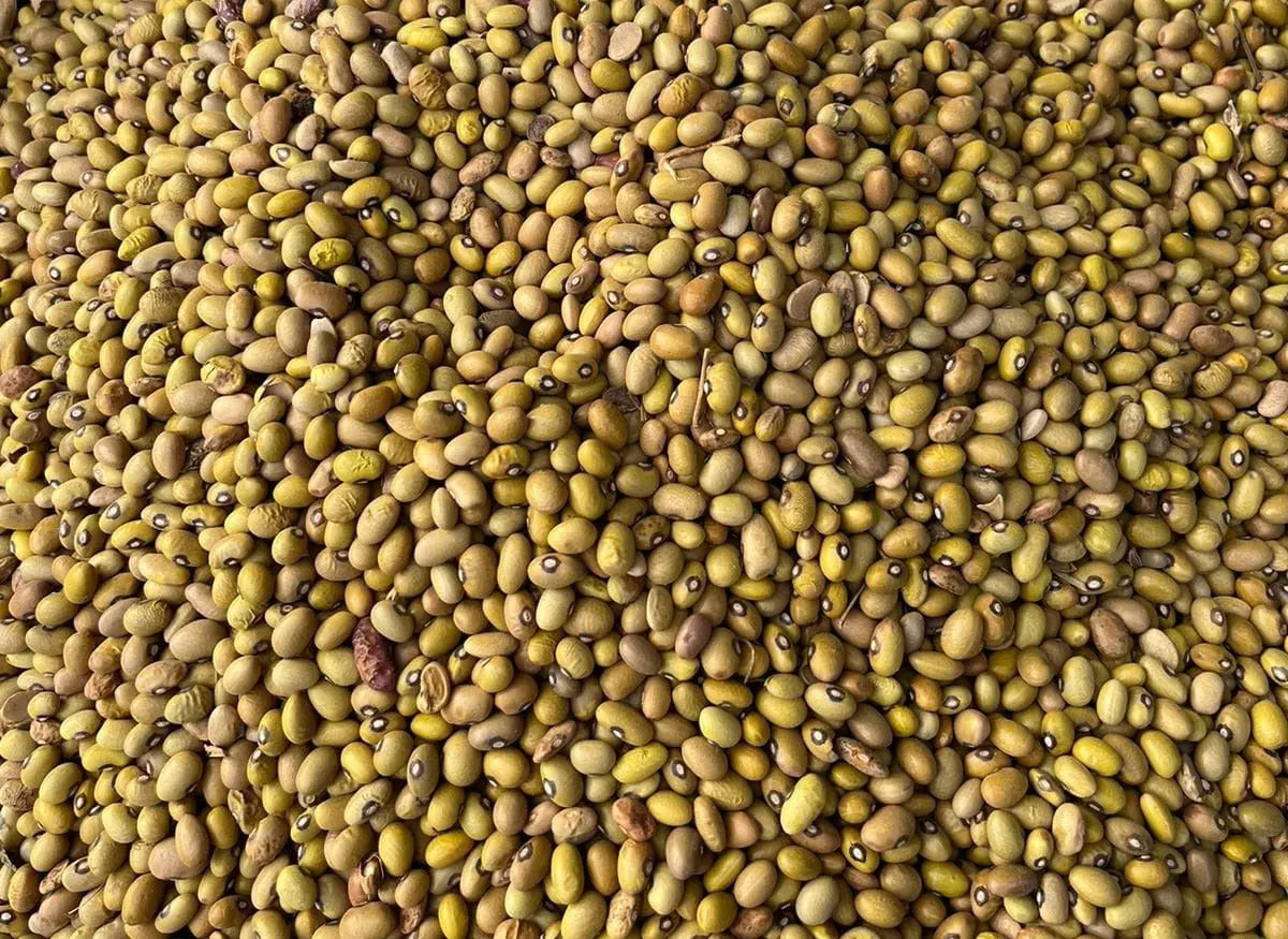 Fresh Yellow Beans – Nutritious & Delicious - Murukali.com