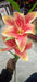 Easter Lily Artificial Flower Red Hot Murukali.com