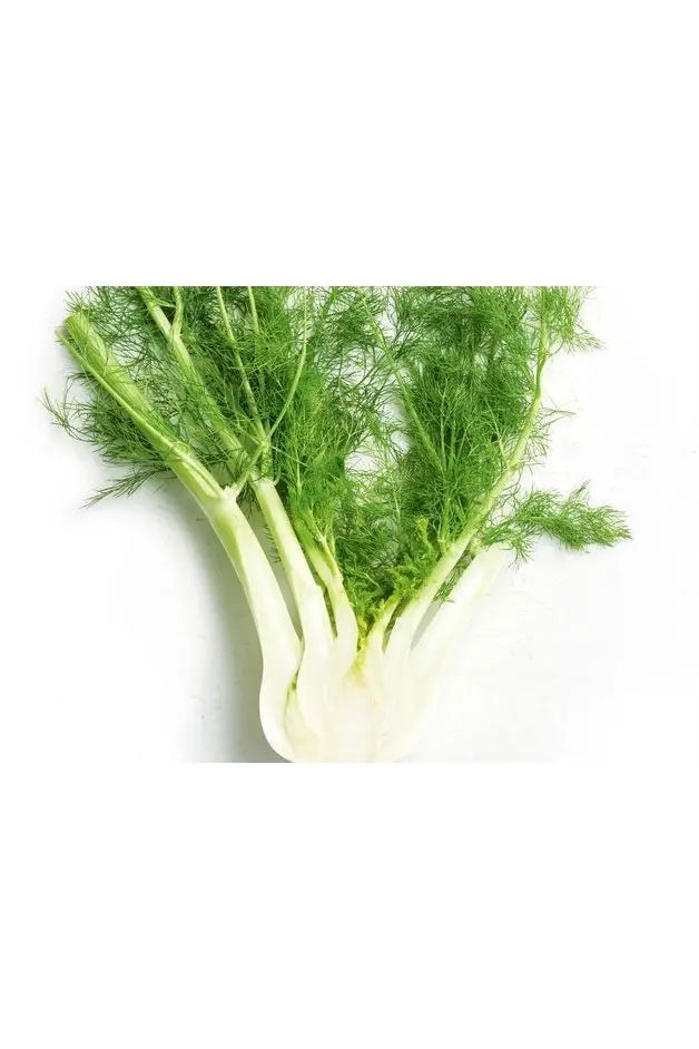 Fennel murukali.com