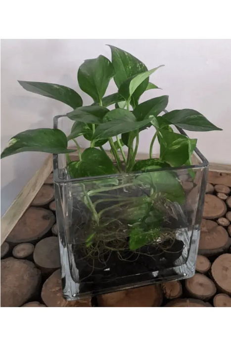 Fresh Flower In High Quality Glass Vase Indoor Greenery&Water murukali.com