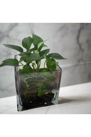 Fresh Flower In High Quality Glass Vase Indoor Greenery&Water murukali.com