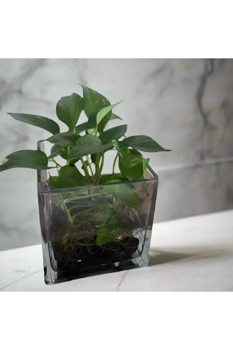 Fresh Flower In High Quality Glass Vase Indoor Greenery&Water murukali.com