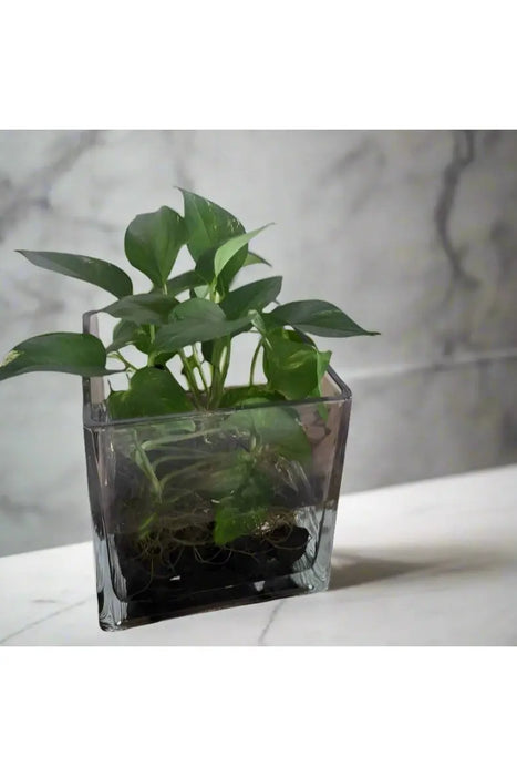 Fresh Flower In High Quality Glass Vase Indoor Greenery&Water murukali.com