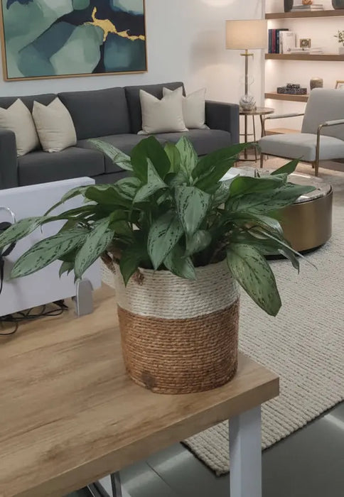 Fresh Flower Potted Plant in a Basket Vase Murukali.com