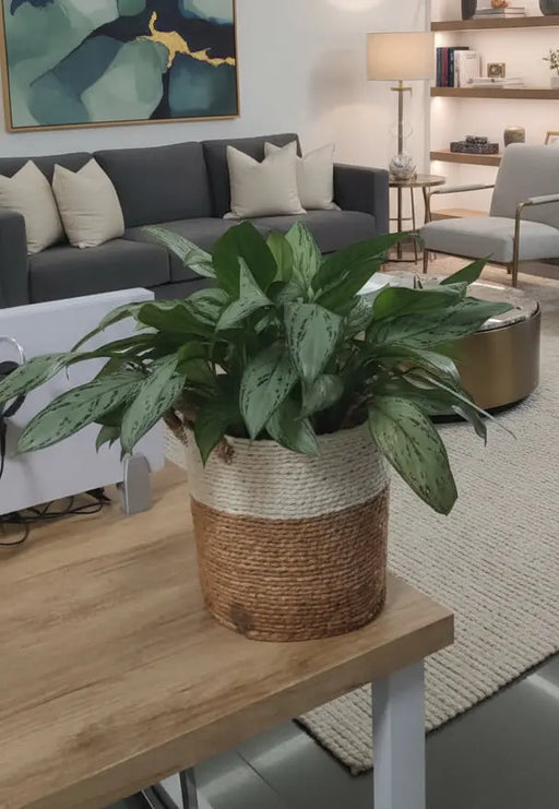 Fresh Flower Potted Plant in a Basket Vase Murukali.com