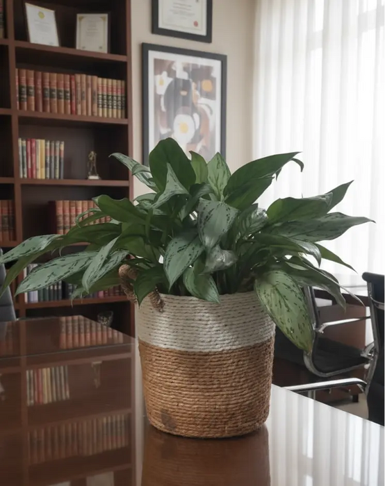 Fresh Flower Potted Plant in a Basket Vase Murukali.com