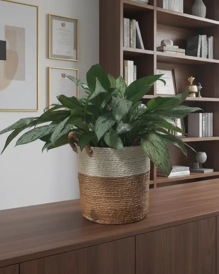 Fresh Flower Potted Plant in a Basket Vase Murukali.com
