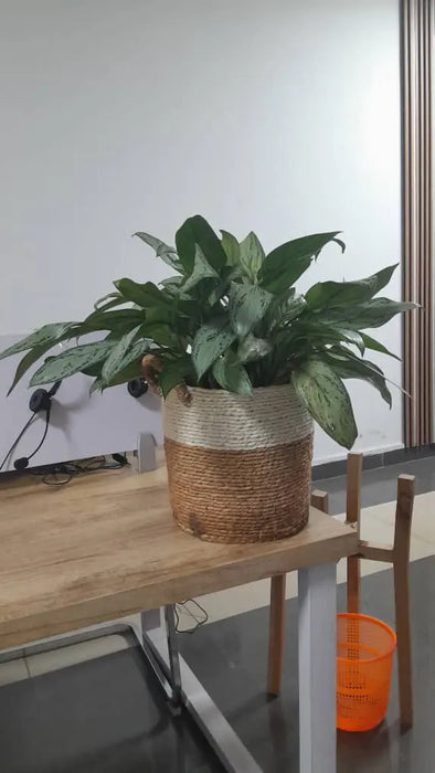 Fresh Flower Potted Plant in a Basket Vase Murukali.com