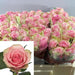Fresh Rose Flowers Unwrapped 20pcs/Bunch murukali.com