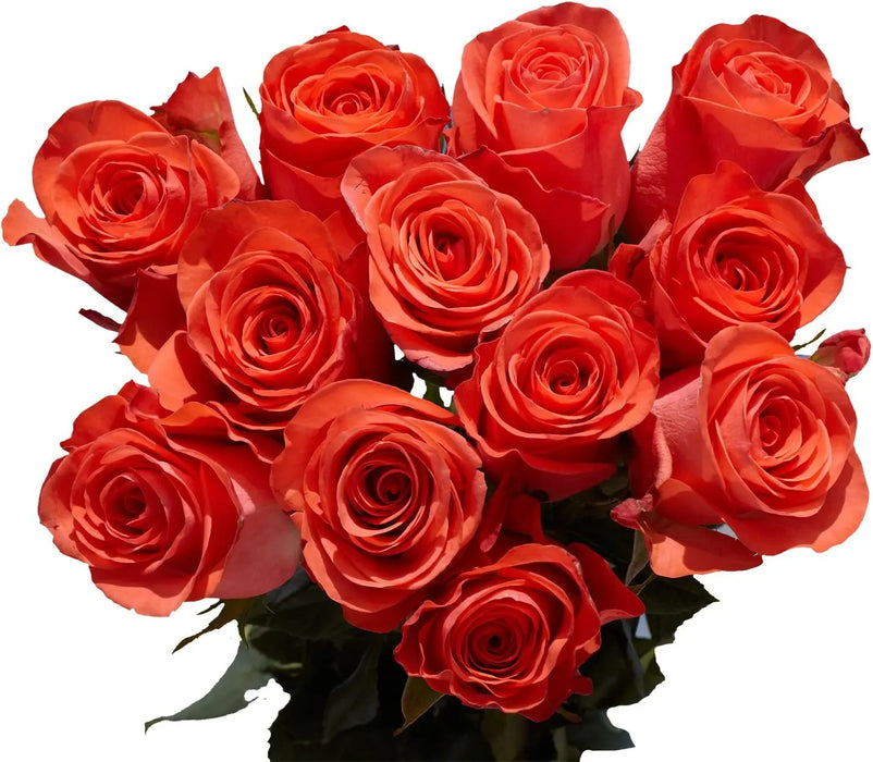 Fresh Rose Flowers Unwrapped 20pcs/Bunch murukali.com