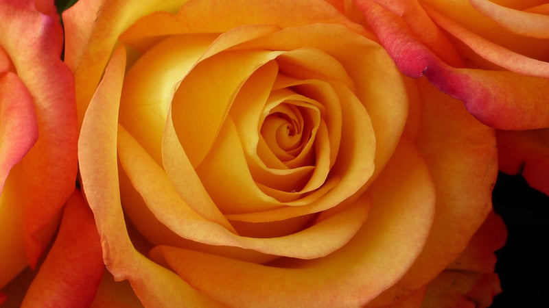 Fresh Rose Flowers Unwrapped 20pcs/Bunch murukali.com