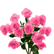 Fresh Rose Flowers Unwrapped 20pcs/Bunch murukali.com