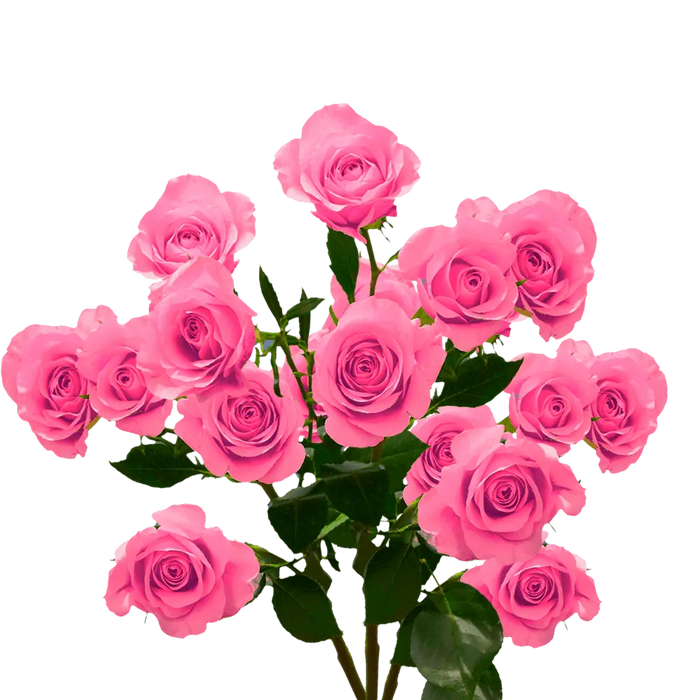 Fresh Rose Flowers Unwrapped 20pcs/Bunch murukali.com
