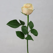 Fresh Rose Flowers Unwrapped 20pcs/Bunch murukali.com