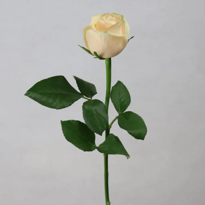 Fresh Rose Flowers Unwrapped 20pcs/Bunch murukali.com