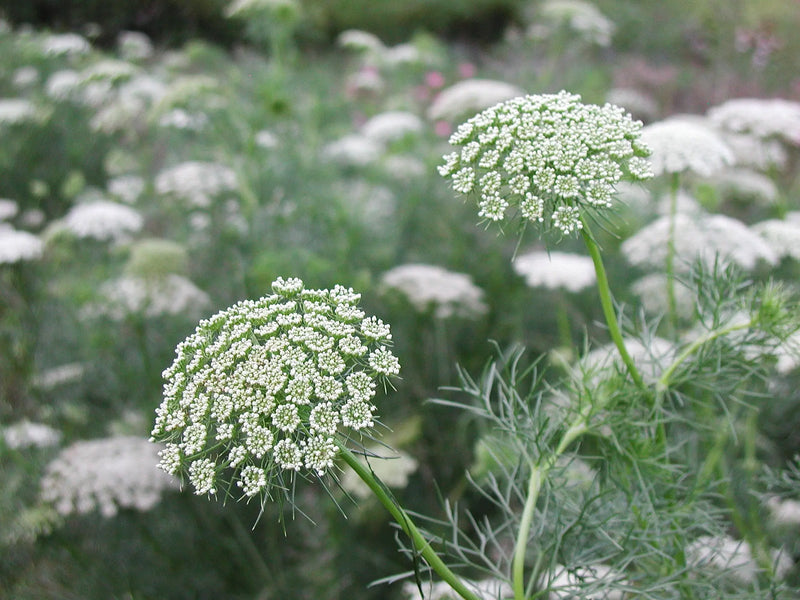 Green Flower Ammi Lace-cyenerasi /bunch murukali.com