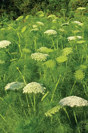 Green Flower Ammi Lace-cyenerasi /bunch murukali.com