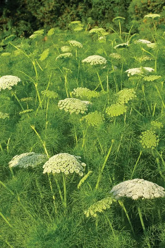 Green Flower Ammi Lace-cyenerasi /bunch murukali.com