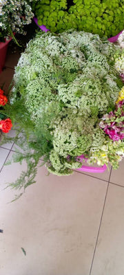 Green Flower Ammi Lace-cyenerasi /bunch murukali.com
