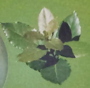 Hemani Laurel Leaf Herbal Soap Murukali.com