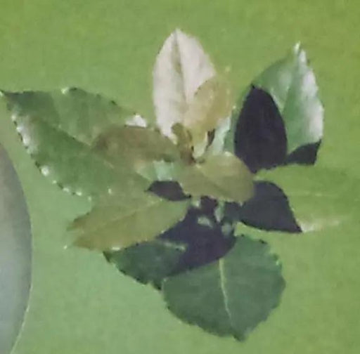 Hemani Laurel Leaf Herbal Soap Murukali.com