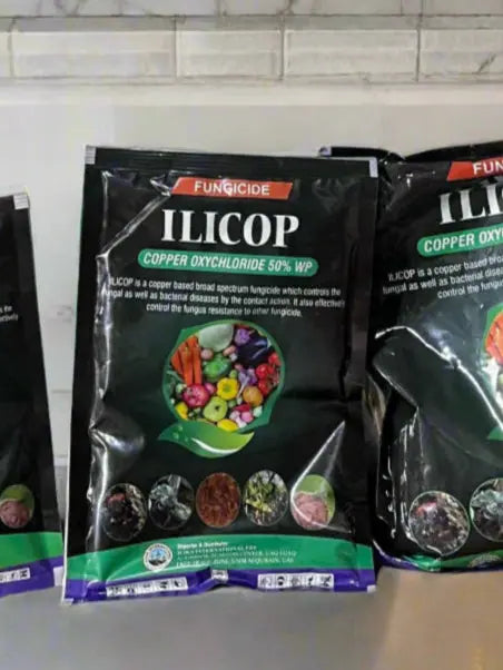 WhatsApp Image 2025-06-09 at 17.58.14_d3915e26