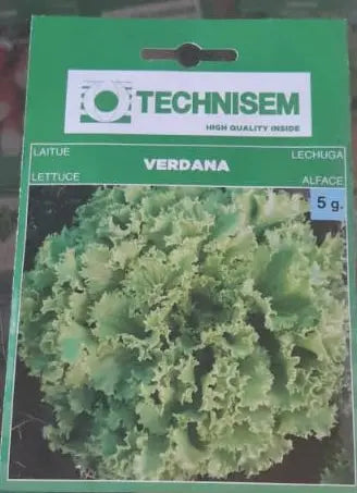 LETTUCE SEEDS 5g/umurama wa reti murukali.com
