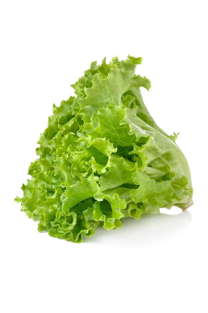 Lettuce /pc murukali.com