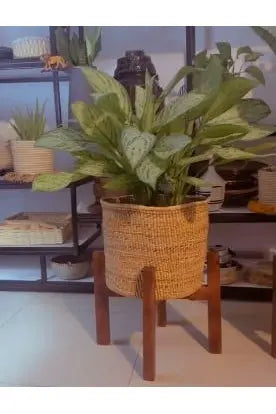 Natural Aglaonema Sliver Queen Indoor Flower in Vase & Stand murukali.com