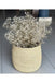 Natural Gypsophila & Craft Basket murukali.com