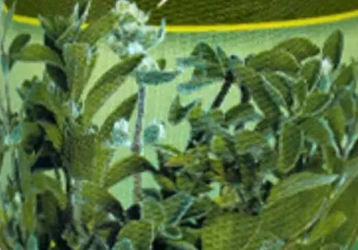 Nature's Own Herbs Marjoram 20g Murukali.com