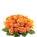 One Color Rose Flowers with Greens Boucket 60pcs murukali.com
