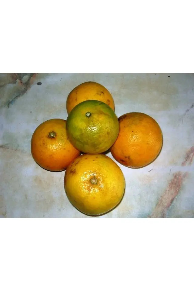 Orange Tzd murukali.com