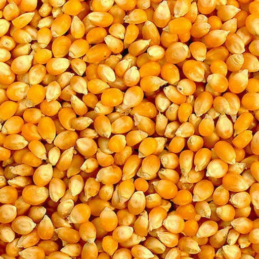 Popcorn Seeds/Kg murukali.com