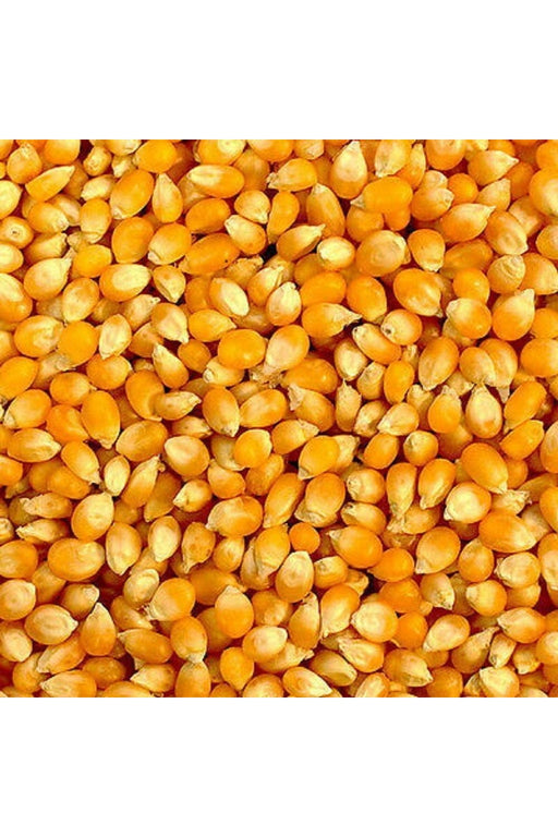 Popcorn Seeds/Kg murukali.com