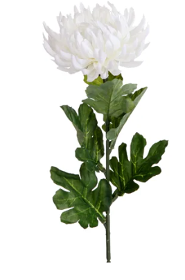 Premium White Chrysanthemum Flower Bunch – Fresh Cut, No Wrapping