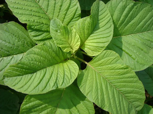 Smilaw Seeds Amaranthus (Umurama wa Dodo) murukali.com