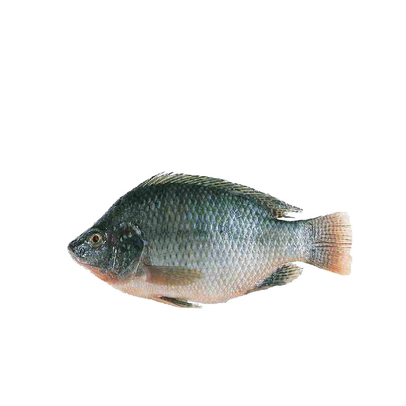 Tilapia Fish /kg murukali.com