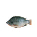 Tilapia Fish /kg murukali.com