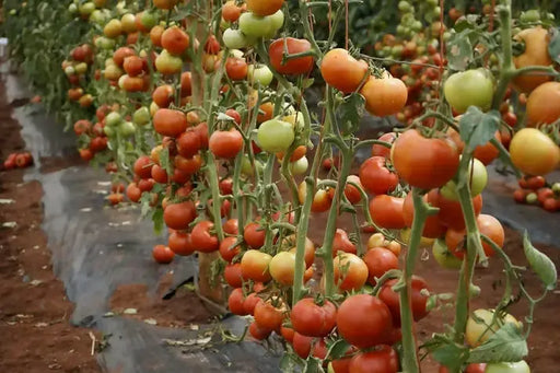 WhatsApp Image 2025-06-09 at 17.02.01_63bbfec5